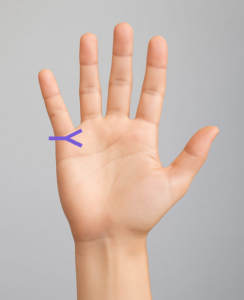 結婚線が終点が房状に分かれているの手相の図